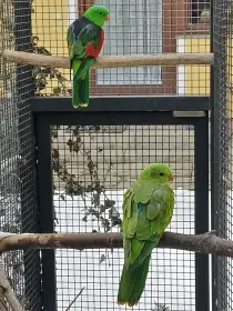 Koupím či vyměním