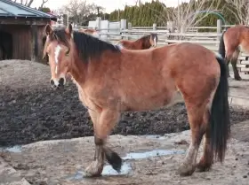 Nabízím k prodeji chovnou klisnu welsh cob