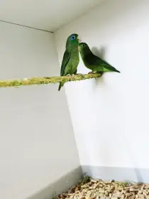 Papoušíček brýlatý 2025