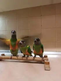 Papoušek senegalský oranžovobřichý,