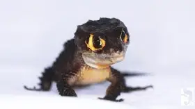 Sháním chovatele plazů a obojživelníků