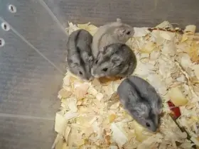 Křečík džungarský