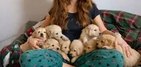 Prodej štěňat zlatého retrívra