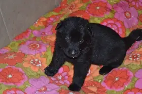 Německý ovčák štěnata