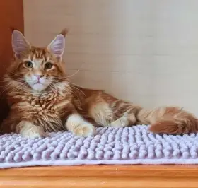 Gábinka -Mainská mývalí kočka s PP