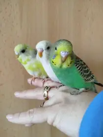 Prodám mladé andulky po vylétnutí z budky