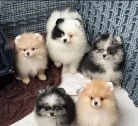 Německý špic. Mini pomeranian bez PP.