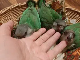 Ručně dokrmená mláďata