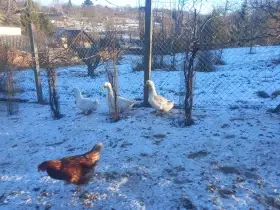 Chovný kmen kachen Pekingskych