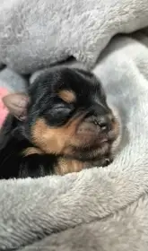 Jorkšírský terier, štěňátka s PP FCI