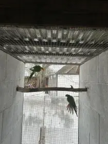 Papoušek nádherný