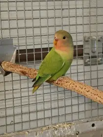 Agapornis růžohrdlý