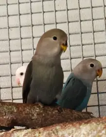 Agapornis růžohrdlý