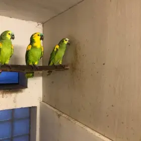 Amazoňan modročelý