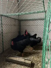 Prodám kohouty rodajlenky červene