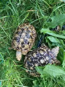 Želva skalní (Malacochersus tornieri)