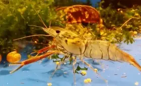 Macrobrachium asperulum