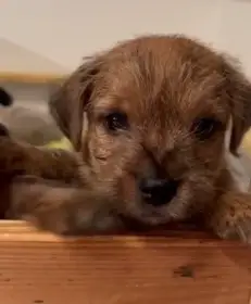 Štěňata málopočetného plemene Norfolk teriér s PP (FCI)