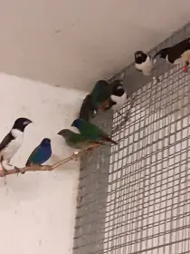 Stračka velká - 0,1  rok 2025