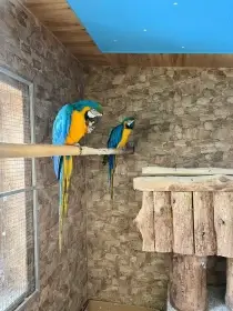 Ara Ararauna, Amazoňan modročelý, Papoušek královský, Papoušek činský