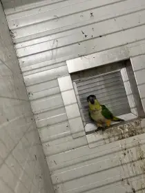 Amazónek černotemený