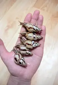 Limicolaria agathina Nigeria - africký šnek