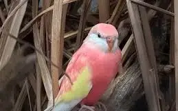 Koupím samce Neopfémy Bourka