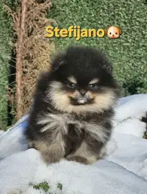 Pomeranian BOO – medvídkový vzhled, pomeranian špic