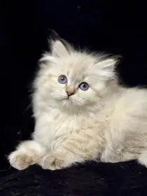 Něvská maškaráda s PP - kočička Kashmira