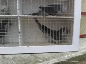 Mníšek šedý - samice