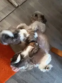 Shih-tzu