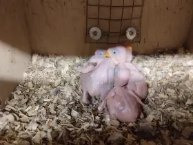 Mláďata na ruční dokrmení