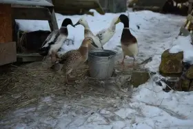 Daruji jako celek 5 Ks indické běžce