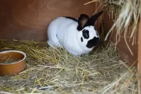 Daruji čistokrevného samce ČS s PP