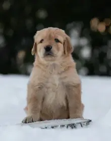 Štěňátka Hovawarta s PP