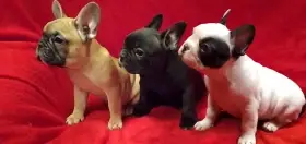 Francouzský buldoček s PP