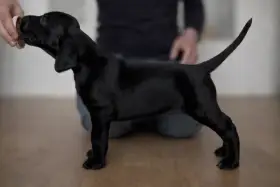 Německý ohař krátkosrstý