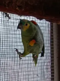 Prodám samce Amazoňana modročelého