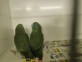 Papoušíček brýlatý