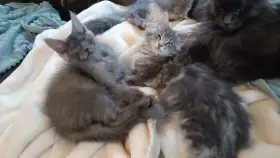 Krásná koťátka s odběrem na Valentýna 14.2