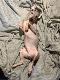 Štěně americký bezsrstý teriér (pejsek) 3,5 měs. - modrá s pálením, bílé znaky