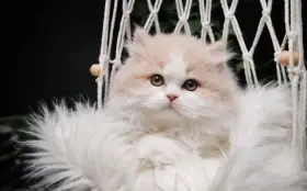 Britská koťátka k rezervaci