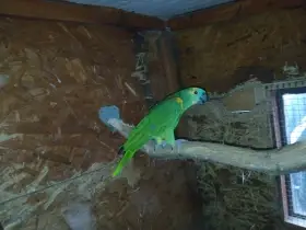 Prodám samce Amazoňan modročelý