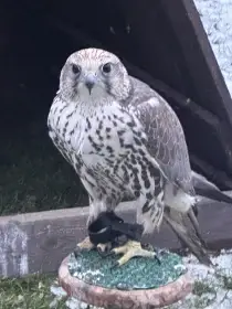 Prodám samici Raroha