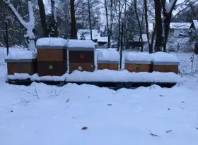 Vyzimovaná včelstva