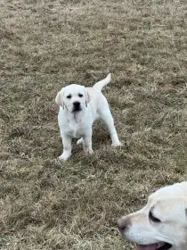 Labradorský retrívr s PP