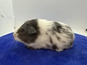 Morče hladke samička dalmatin aguti černá/bila