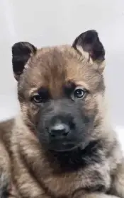 Německý ovčák s PP štěňata