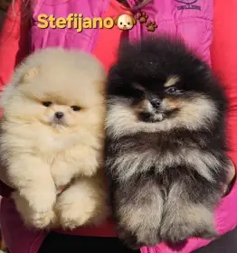 Pomeranian BOO medvídci, Štěňata Pomeranian Spitz