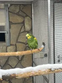 Amazonan modrocel xanthopteryx